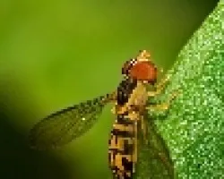 Cernidora