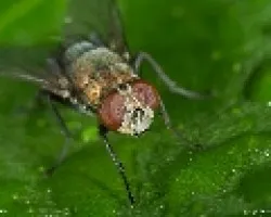 Otra mosca