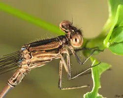 Caballito del diablo