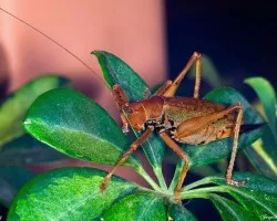 Saltamontes