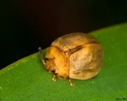 Mariquita dorada