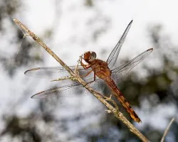 Libélula
