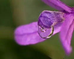 Gotas, una dentro de otra