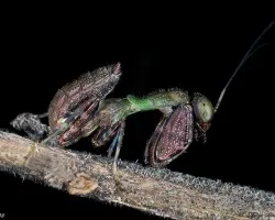 Ninfa de mantis