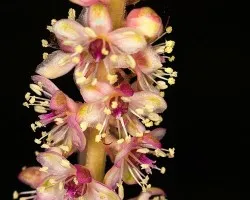 Flor mal encuadrada