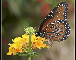 Danaus plexippus
