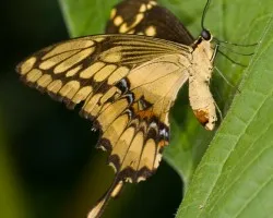 Mariposa (prueba del Sigma 150 macro)