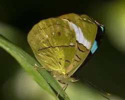 Mariposa 2