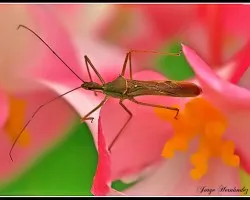 Cinche en begonias