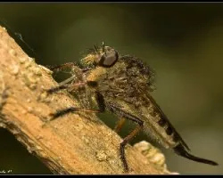 Mosca salteadora