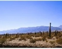 Los cardones 