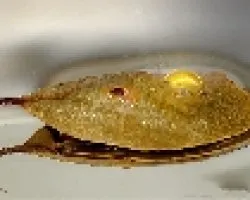 el caer de una gota