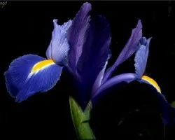 iris