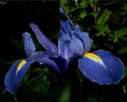 iris 2