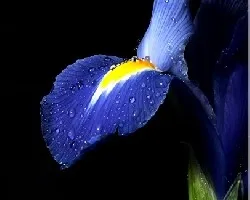 iris