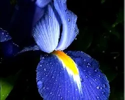 iris 3