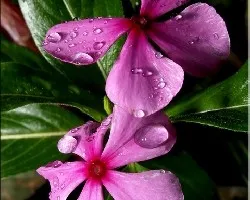 lluvia