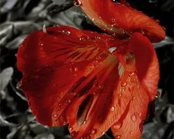 flores