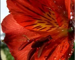 flores 2