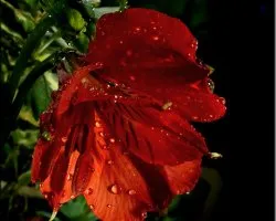 flores 3