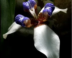 flores