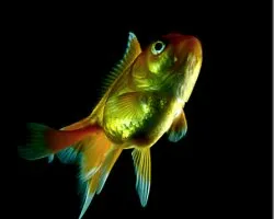 dorado
