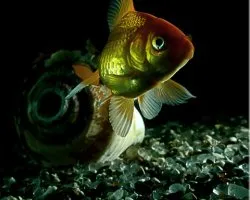dorado 2
