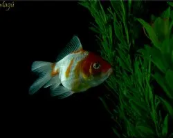 peces