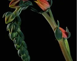 flor