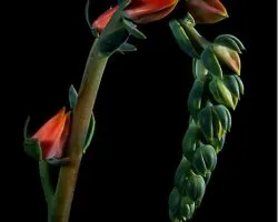 flo