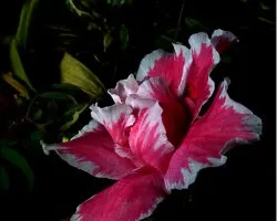 flor