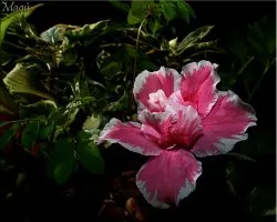 flor