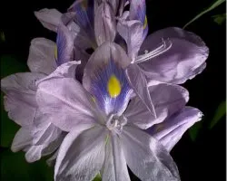 lirio de agua
