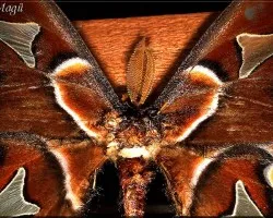 polilla