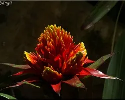 Bromelia