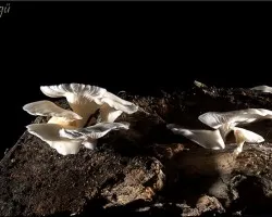 hongos