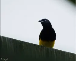 pajaronegroamarillo