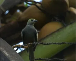 palmera