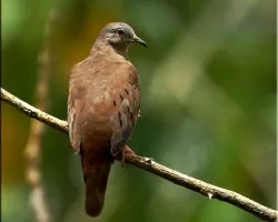 Ruddy ground dove