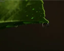 gota