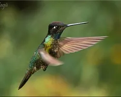 Eugenes fulgens