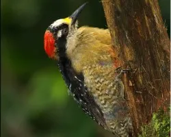 carpitero