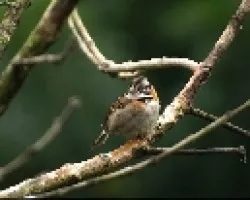 Zonotrichia capensis