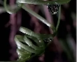 gota 