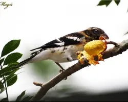 Pheucticus ludovicianus