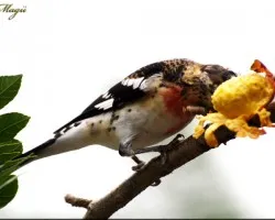 Pheucticus ludovicianus