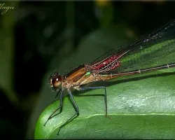 Libelula