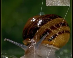 Caracol