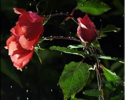 botones de rosa