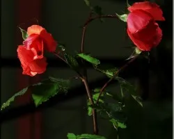 botones de rosa